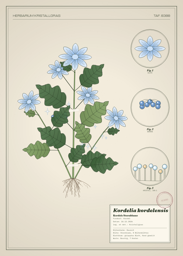 Botanische Tafel: Kordelia kordelensis, eine erfundene Pflanze aus Kordel, gezeichnet wie in einem alten Pflanzenatlas