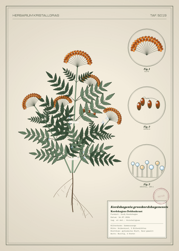 Botanische Tafel: Kordshagenia grosskordshagenensis, eine erfundene Pflanze aus Groß Kordshagen, gezeichnet wie in einem alten Pflanzenatlas