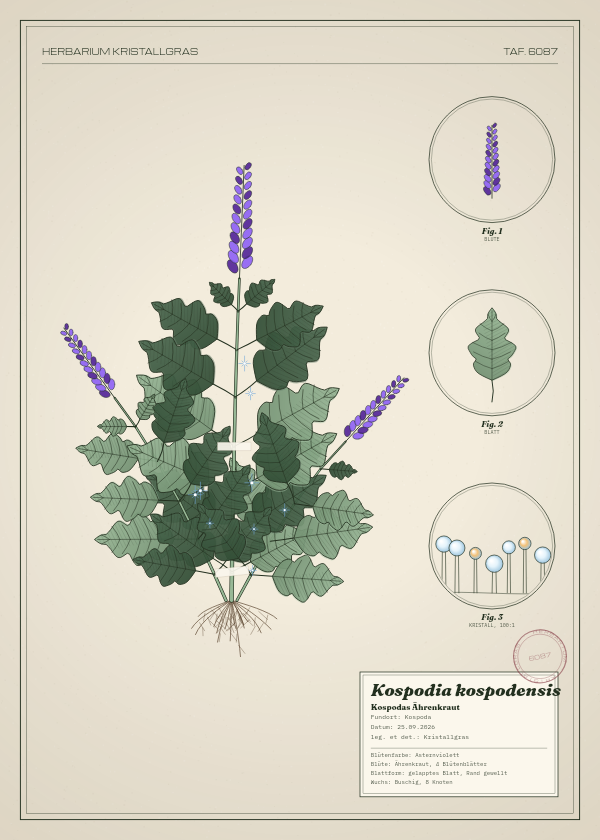 Botanische Tafel: Kospodia kospodensis, eine erfundene Pflanze aus Kospoda, gezeichnet wie in einem alten Pflanzenatlas
