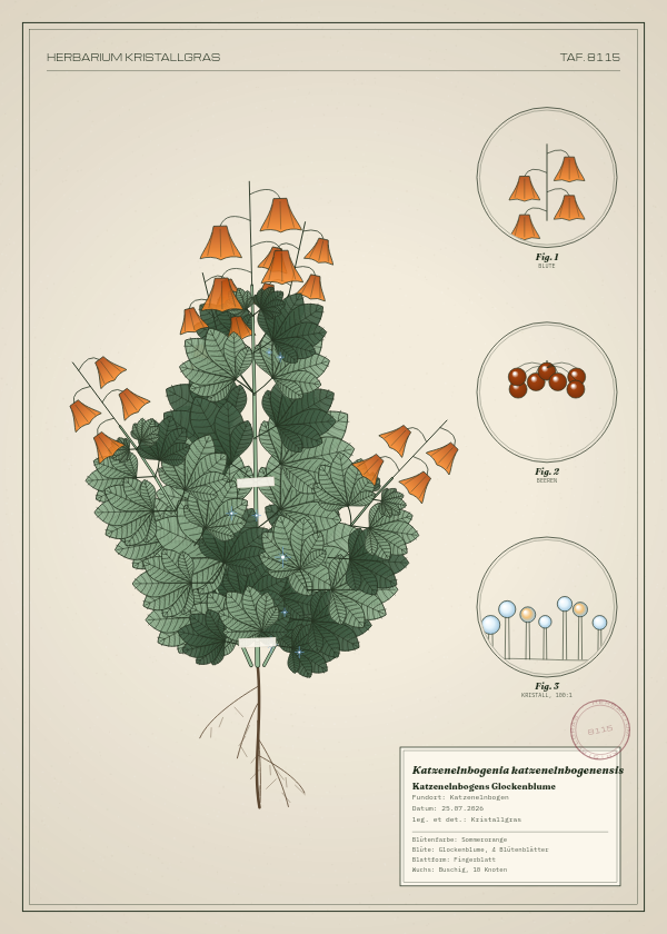 Botanische Tafel: Katzenelnbogenia katzenelnbogenensis, eine erfundene Pflanze aus Katzenelnbogen, gezeichnet wie in einem alten Pflanzenatlas