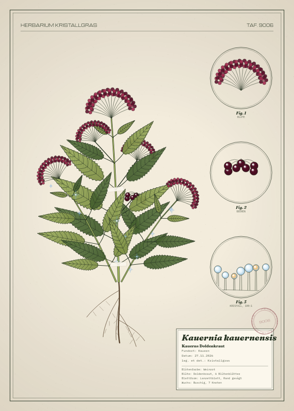 Botanische Tafel: Kauernia kauernensis, eine erfundene Pflanze aus Kauern, gezeichnet wie in einem alten Pflanzenatlas