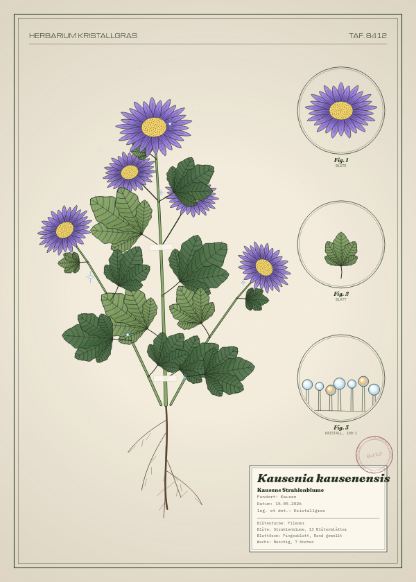 Botanische Tafel: Kausenia kausenensis, eine erfundene Pflanze aus Kausen, gezeichnet wie in einem alten Pflanzenatlas