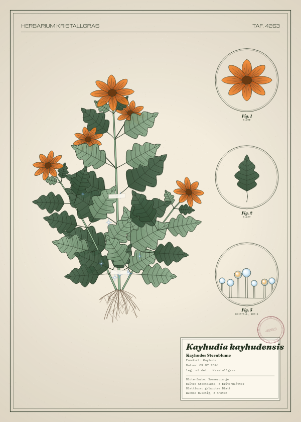 Botanische Tafel: Kayhudia kayhudensis, eine erfundene Pflanze aus Kayhude, gezeichnet wie in einem alten Pflanzenatlas
