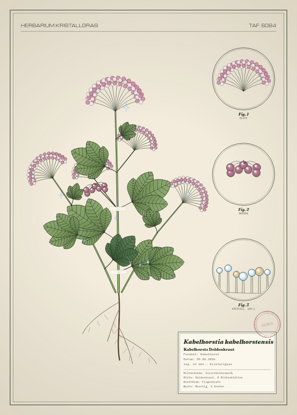Botanische Tafel: Kabelhorstia kabelhorstensis, eine erfundene Pflanze aus Kabelhorst, gezeichnet wie in einem alten Pflanzenatlas