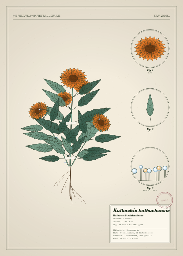 Botanische Tafel: Kalbachia kalbachensis, eine erfundene Pflanze aus Kalbach, gezeichnet wie in einem alten Pflanzenatlas