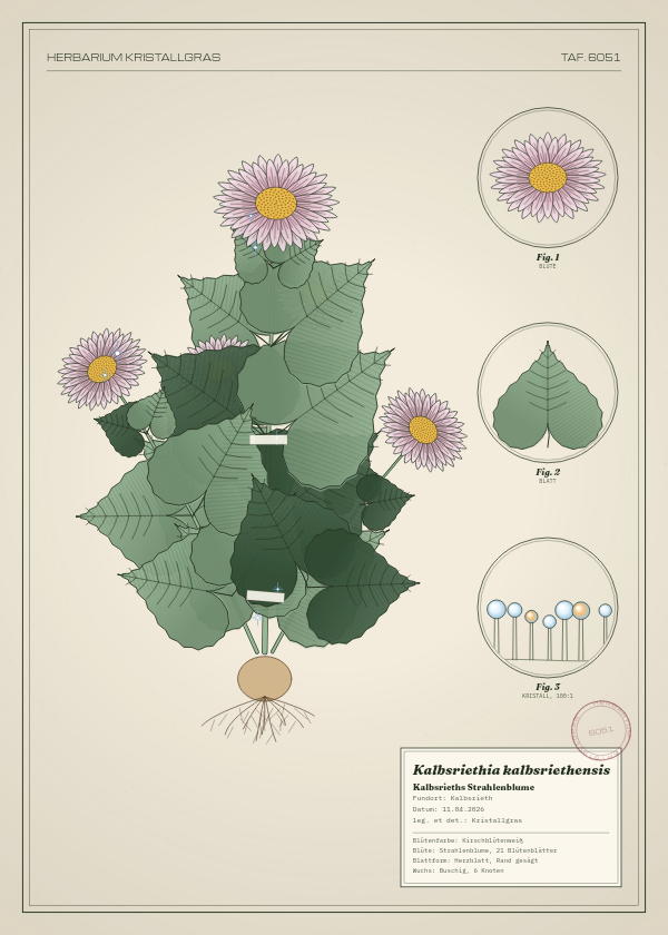 Botanische Tafel: Kalbsriethia kalbsriethensis, eine erfundene Pflanze aus Kalbsrieth, gezeichnet wie in einem alten Pflanzenatlas