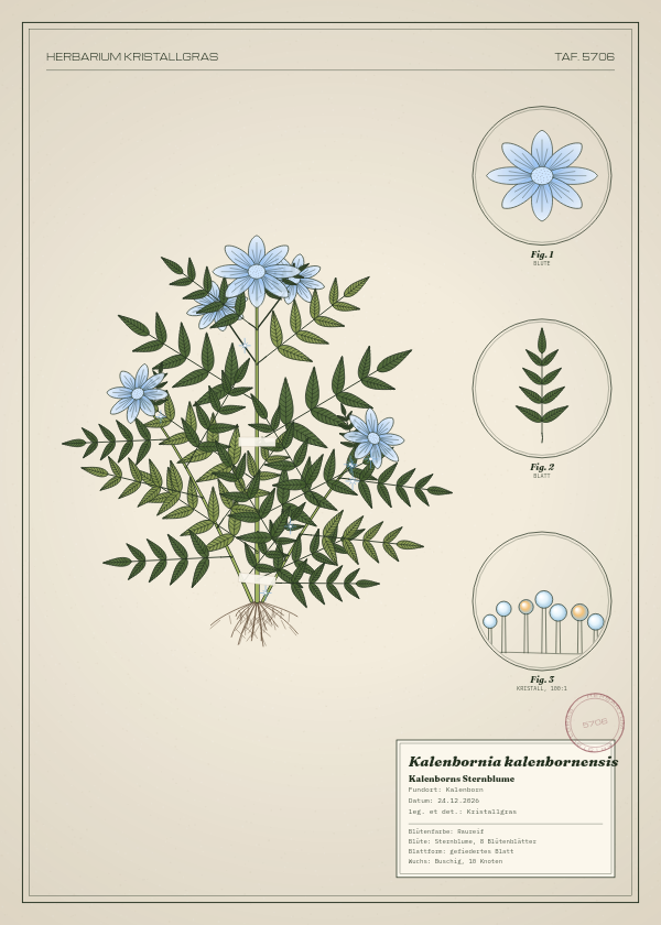 Botanische Tafel: Kalenbornia kalenbornensis, eine erfundene Pflanze aus Kalenborn, gezeichnet wie in einem alten Pflanzenatlas