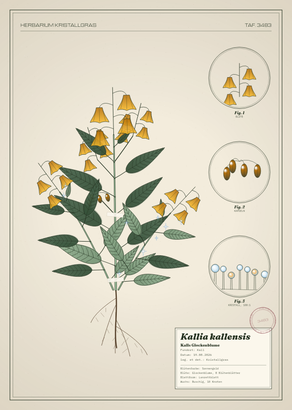 Botanische Tafel: Kallia kallensis, eine erfundene Pflanze aus Kall, gezeichnet wie in einem alten Pflanzenatlas