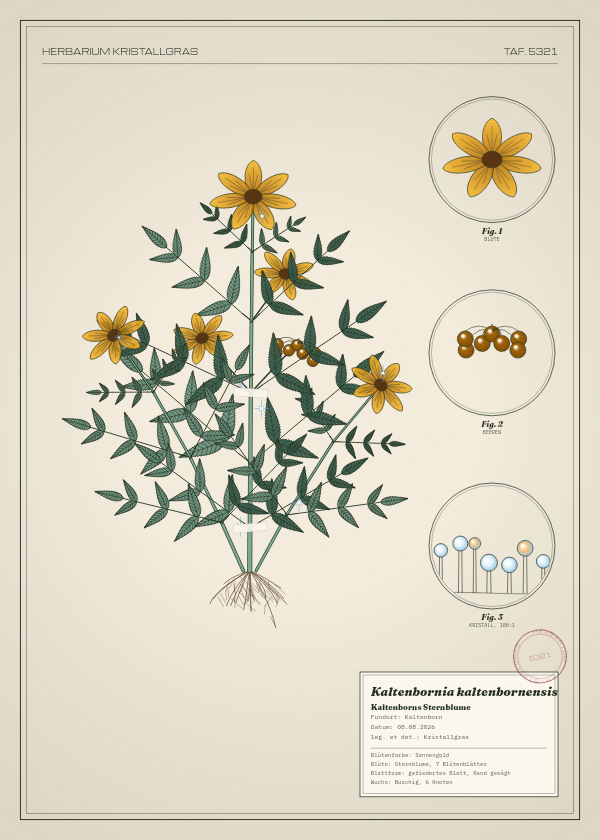 Botanische Tafel: Kaltenbornia kaltenbornensis, eine erfundene Pflanze aus Kaltenborn, gezeichnet wie in einem alten Pflanzenatlas