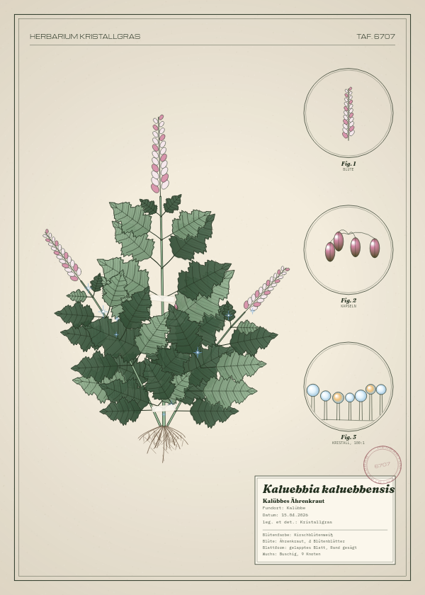 Botanische Tafel: Kaluebbia kaluebbensis, eine erfundene Pflanze aus Kalübbe, gezeichnet wie in einem alten Pflanzenatlas