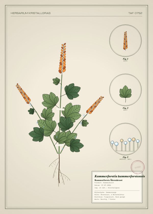 Botanische Tafel: Kammerforstia kammerforstensis, eine erfundene Pflanze aus Kammerforst, gezeichnet wie in einem alten Pflanzenatlas