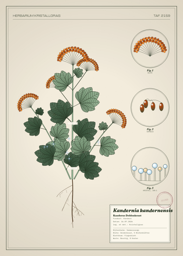 Botanische Tafel: Kandernia kandernensis, eine erfundene Pflanze aus Kandern, gezeichnet wie in einem alten Pflanzenatlas