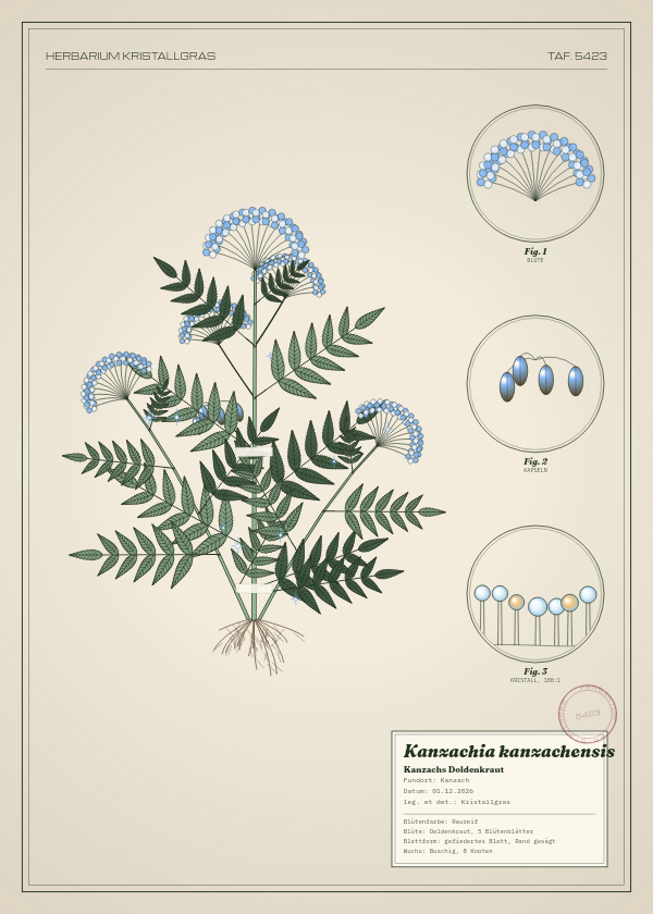 Botanische Tafel: Kanzachia kanzachensis, eine erfundene Pflanze aus Kanzach, gezeichnet wie in einem alten Pflanzenatlas