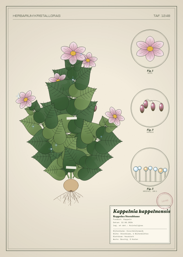 Botanische Tafel: Kappelnia kappelnensis, eine erfundene Pflanze aus Kappeln, gezeichnet wie in einem alten Pflanzenatlas