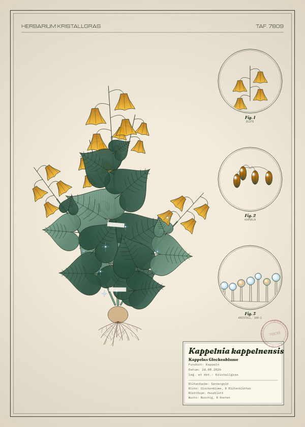 Botanische Tafel: Kappelnia kappelnensis, eine erfundene Pflanze aus Kappeln, gezeichnet wie in einem alten Pflanzenatlas