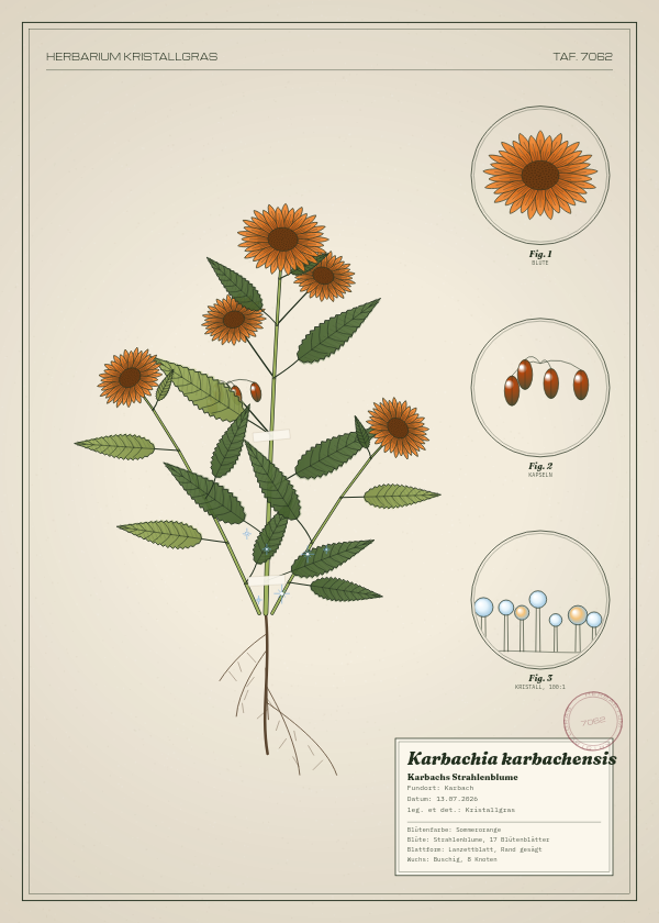 Botanische Tafel: Karbachia karbachensis, eine erfundene Pflanze aus Karbach, gezeichnet wie in einem alten Pflanzenatlas