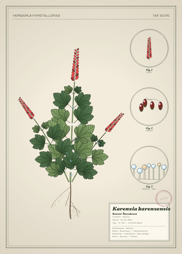 Botanische Tafel: Karenzia karenzensis, eine erfundene Pflanze aus Karenz, gezeichnet wie in einem alten Pflanzenatlas