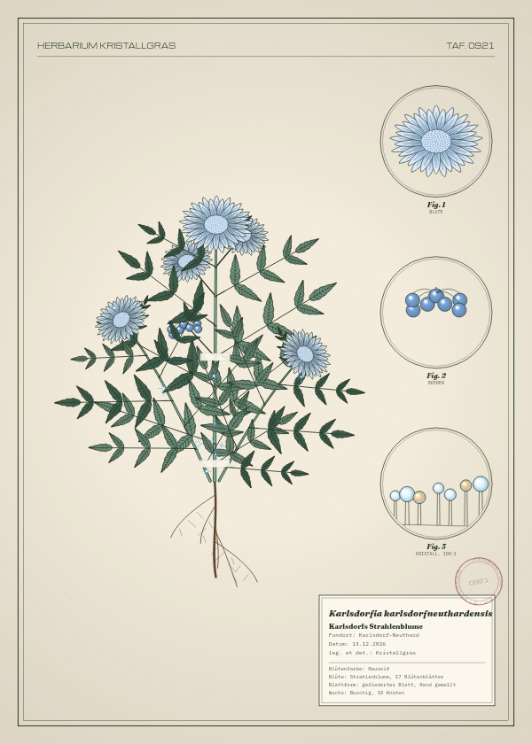 Botanische Tafel: Karlsdorfia karlsdorfneuthardensis, eine erfundene Pflanze aus Karlsdorf-Neuthard, gezeichnet wie in einem alten Pflanzenatlas