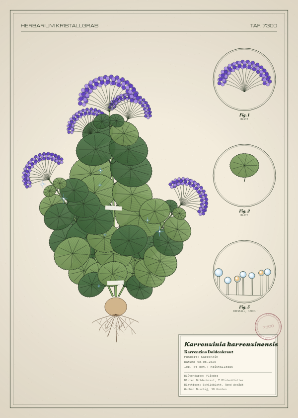 Botanische Tafel: Karrenzinia karrenzinensis, eine erfundene Pflanze aus Karrenzin, gezeichnet wie in einem alten Pflanzenatlas