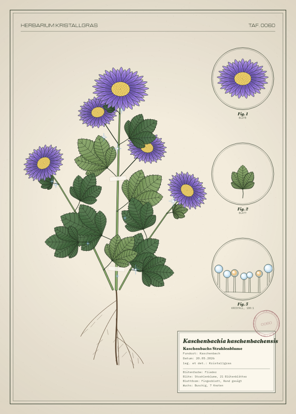 Botanische Tafel: Kaschenbachia kaschenbachensis, eine erfundene Pflanze aus Kaschenbach, gezeichnet wie in einem alten Pflanzenatlas