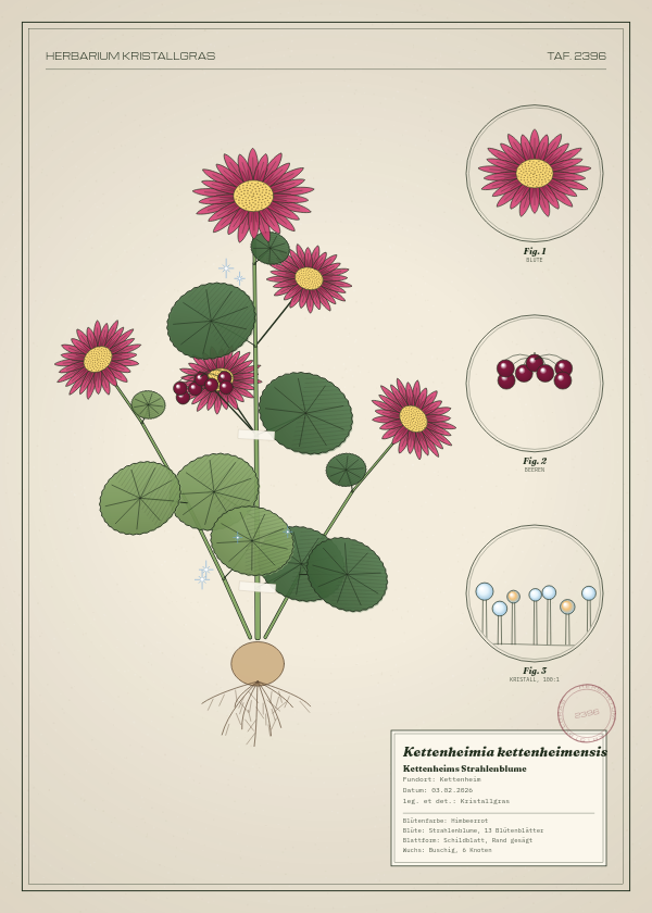 Botanische Tafel: Kettenheimia kettenheimensis, eine erfundene Pflanze aus Kettenheim, gezeichnet wie in einem alten Pflanzenatlas