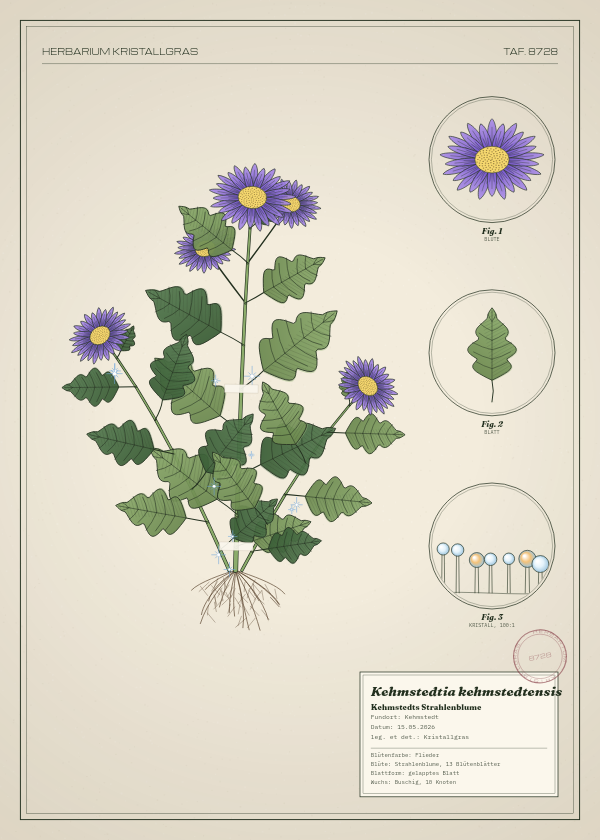 Botanische Tafel: Kehmstedtia kehmstedtensis, eine erfundene Pflanze aus Kehmstedt, gezeichnet wie in einem alten Pflanzenatlas