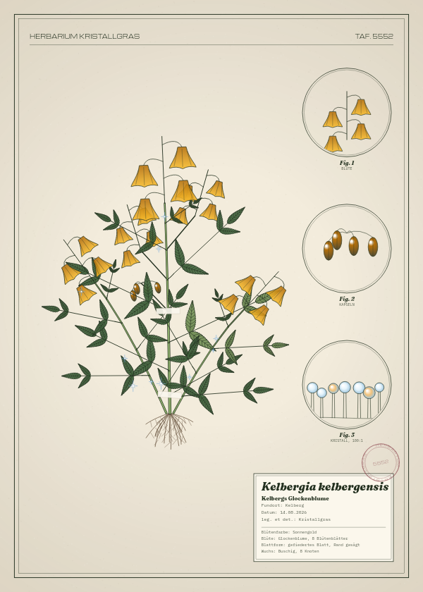Botanische Tafel: Kelbergia kelbergensis, eine erfundene Pflanze aus Kelberg, gezeichnet wie in einem alten Pflanzenatlas
