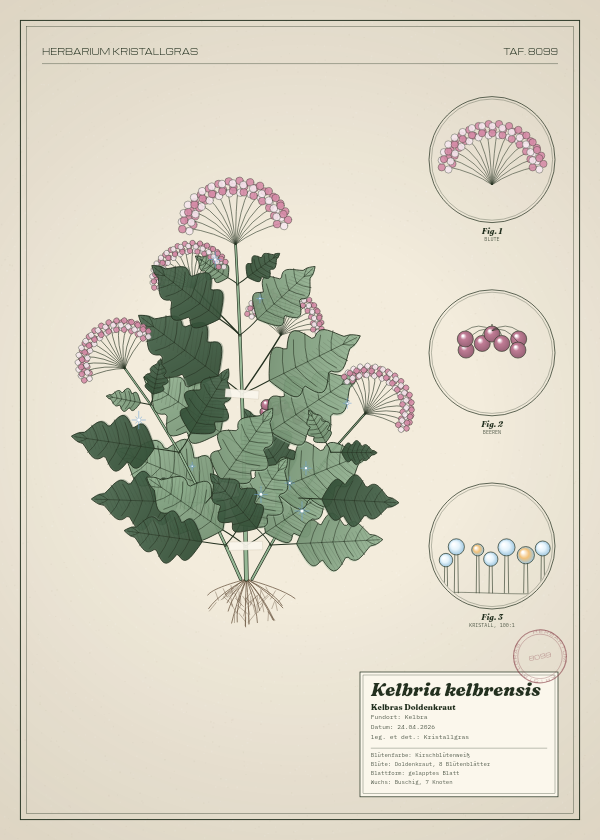 Botanische Tafel: Kelbria kelbrensis, eine erfundene Pflanze aus Kelbra, gezeichnet wie in einem alten Pflanzenatlas