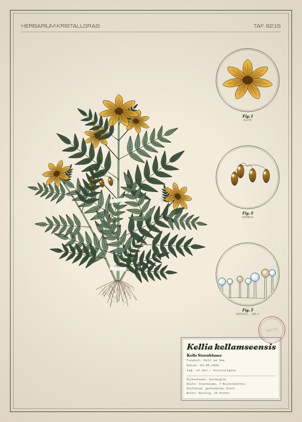 Botanische Tafel: Kellia kellamseensis, eine erfundene Pflanze aus Kell am See, gezeichnet wie in einem alten Pflanzenatlas