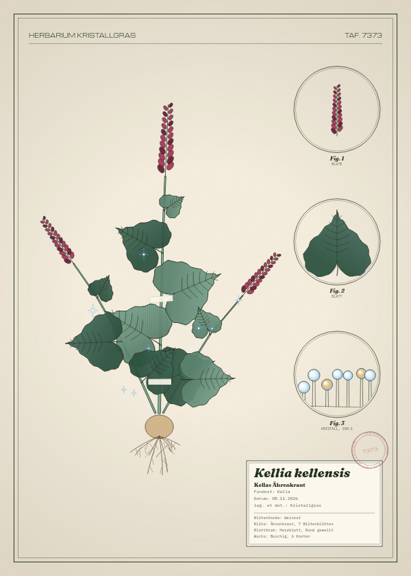 Botanische Tafel: Kellia kellensis, eine erfundene Pflanze aus Kella, gezeichnet wie in einem alten Pflanzenatlas