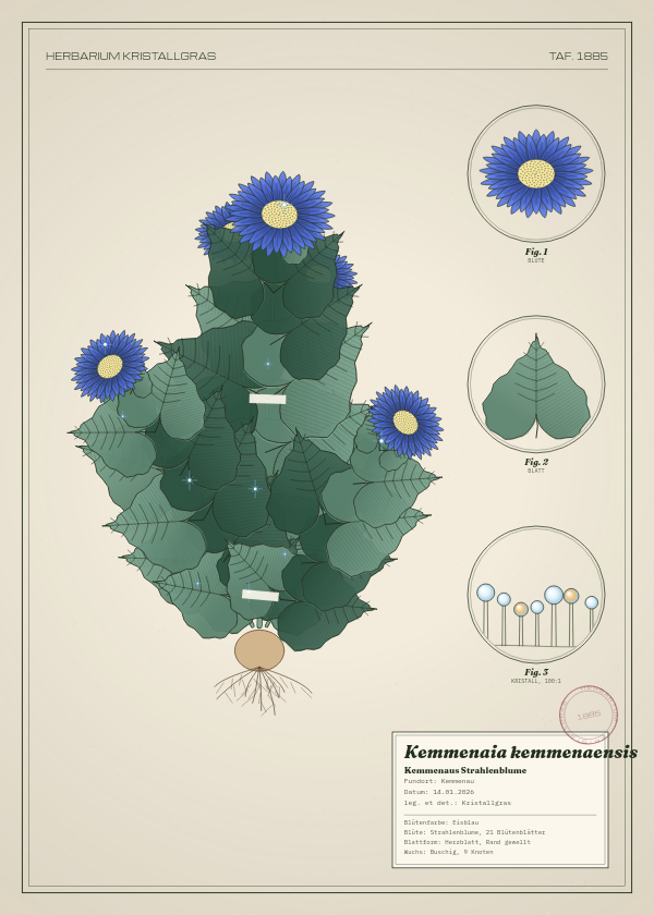 Botanische Tafel: Kemmenaia kemmenaensis, eine erfundene Pflanze aus Kemmenau, gezeichnet wie in einem alten Pflanzenatlas