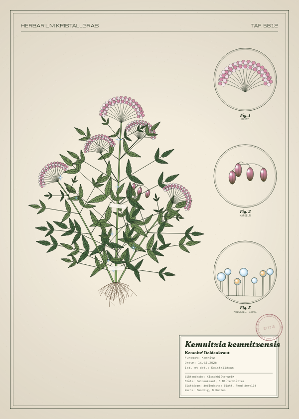 Botanische Tafel: Kemnitzia kemnitzensis, eine erfundene Pflanze aus Kemnitz, gezeichnet wie in einem alten Pflanzenatlas
