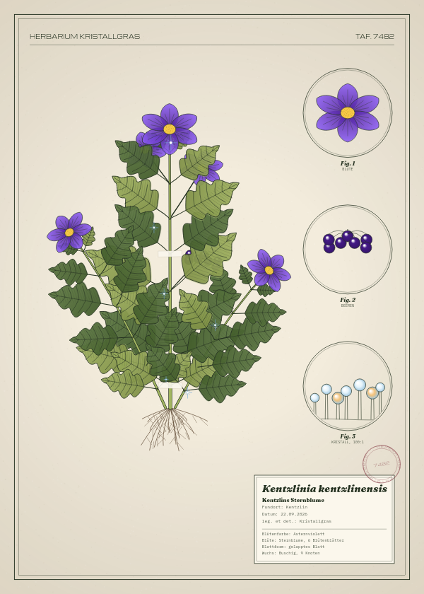 Botanische Tafel: Kentzlinia kentzlinensis, eine erfundene Pflanze aus Kentzlin, gezeichnet wie in einem alten Pflanzenatlas