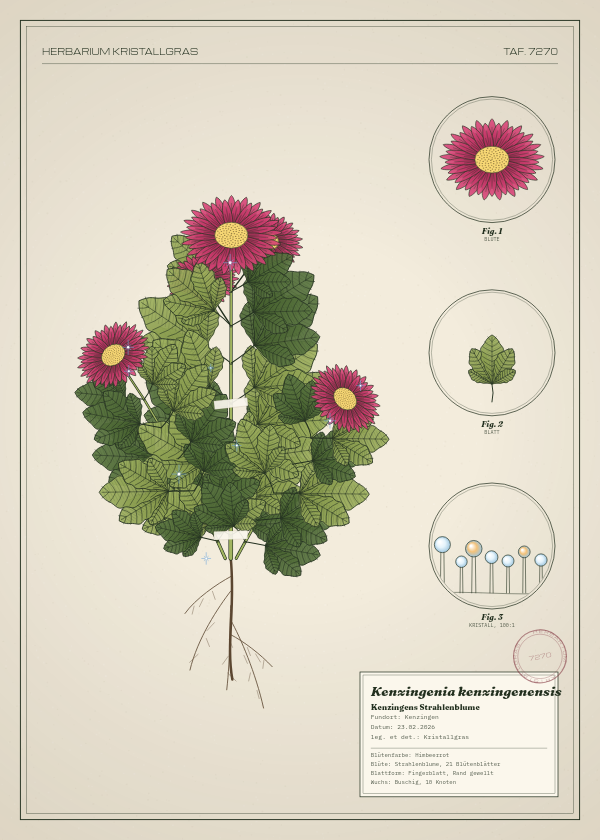 Botanische Tafel: Kenzingenia kenzingenensis, eine erfundene Pflanze aus Kenzingen, gezeichnet wie in einem alten Pflanzenatlas