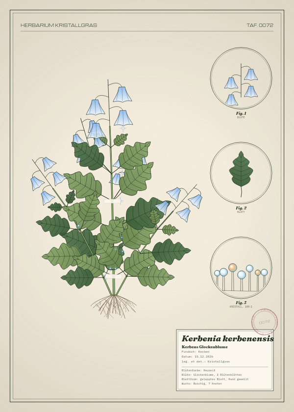 Botanische Tafel: Kerbenia kerbenensis, eine erfundene Pflanze aus Kerben, gezeichnet wie in einem alten Pflanzenatlas