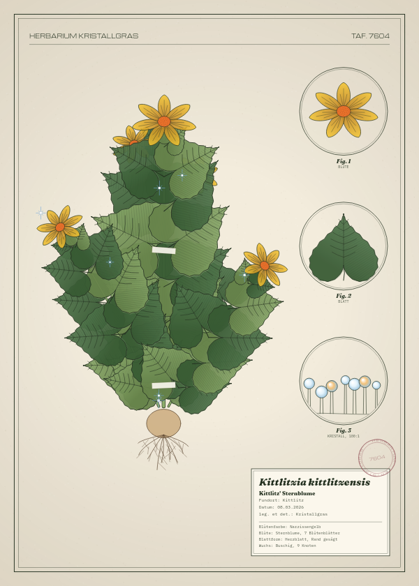 Botanische Tafel: Kittlitzia kittlitzensis, eine erfundene Pflanze aus Kittlitz, gezeichnet wie in einem alten Pflanzenatlas