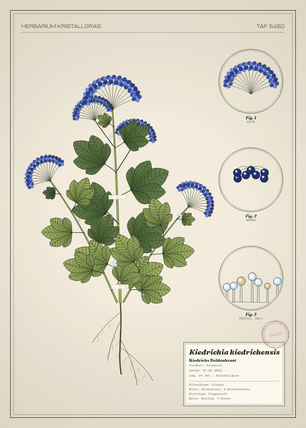 Botanische Tafel: Kiedrichia kiedrichensis, eine erfundene Pflanze aus Kiedrich, gezeichnet wie in einem alten Pflanzenatlas