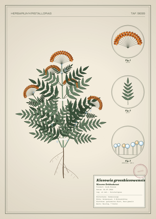 Botanische Tafel: Kiesowia grosskiesowensis, eine erfundene Pflanze aus Groß Kiesow, gezeichnet wie in einem alten Pflanzenatlas
