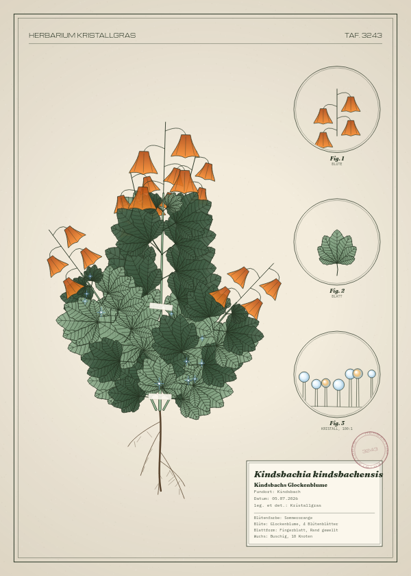 Botanische Tafel: Kindsbachia kindsbachensis, eine erfundene Pflanze aus Kindsbach, gezeichnet wie in einem alten Pflanzenatlas