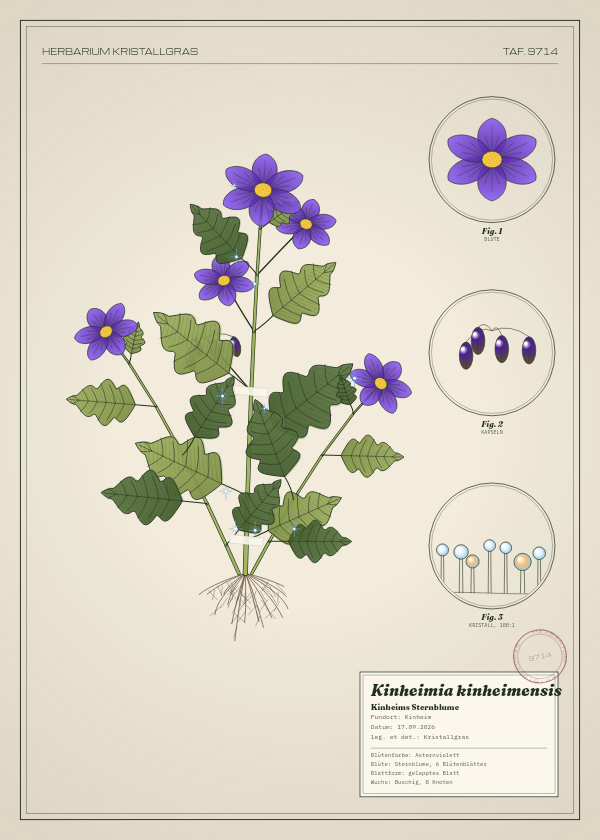 Botanische Tafel: Kinheimia kinheimensis, eine erfundene Pflanze aus Kinheim, gezeichnet wie in einem alten Pflanzenatlas