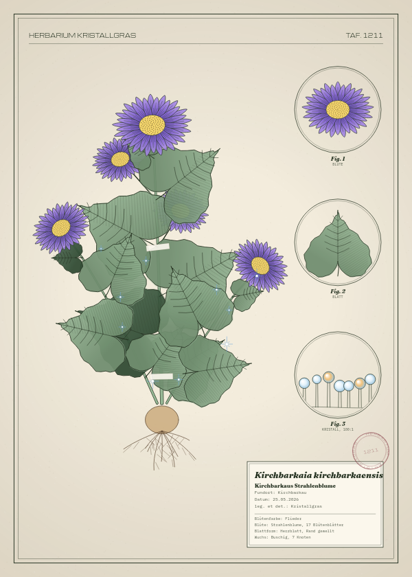 Botanische Tafel: Kirchbarkaia kirchbarkaensis, eine erfundene Pflanze aus Kirchbarkau, gezeichnet wie in einem alten Pflanzenatlas