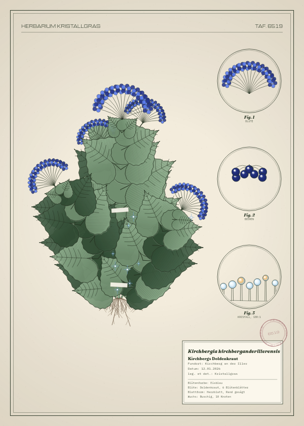 Botanische Tafel: Kirchbergia kirchberganderillerensis, eine erfundene Pflanze aus Kirchberg an der Iller, gezeichnet wie in einem alten Pflanzenatlas