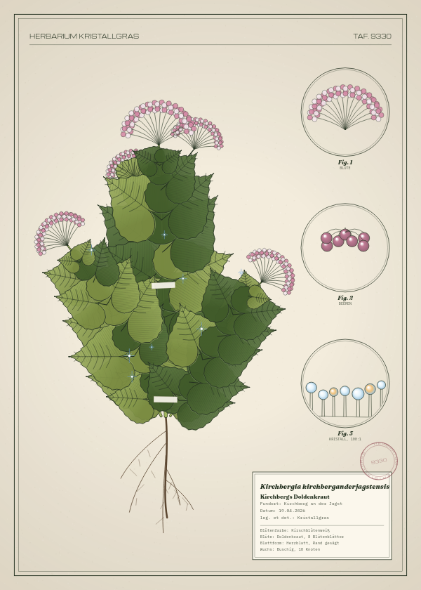 Botanische Tafel: Kirchbergia kirchberganderjagstensis, eine erfundene Pflanze aus Kirchberg an der Jagst, gezeichnet wie in einem alten Pflanzenatlas