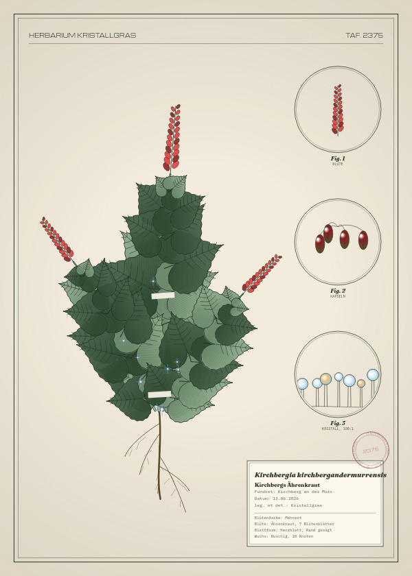 Botanische Tafel: Kirchbergia kirchbergandermurrensis, eine erfundene Pflanze aus Kirchberg an der Murr, gezeichnet wie in einem alten Pflanzenatlas