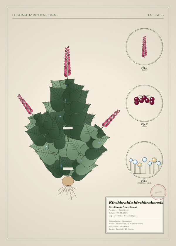 Botanische Tafel: Kirchbrakia kirchbrakensis, eine erfundene Pflanze aus Kirchbrak, gezeichnet wie in einem alten Pflanzenatlas