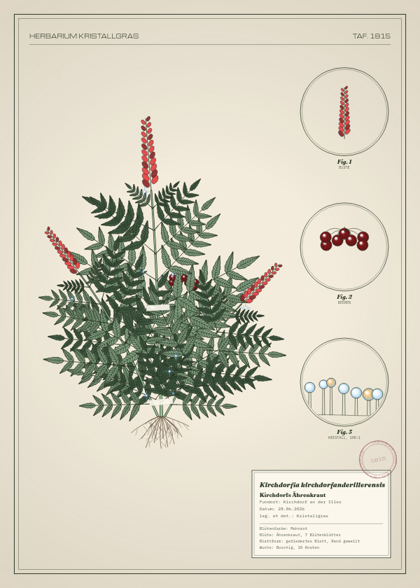 Botanische Tafel: Kirchdorfia kirchdorfanderillerensis, eine erfundene Pflanze aus Kirchdorf an der Iller, gezeichnet wie in einem alten Pflanzenatlas