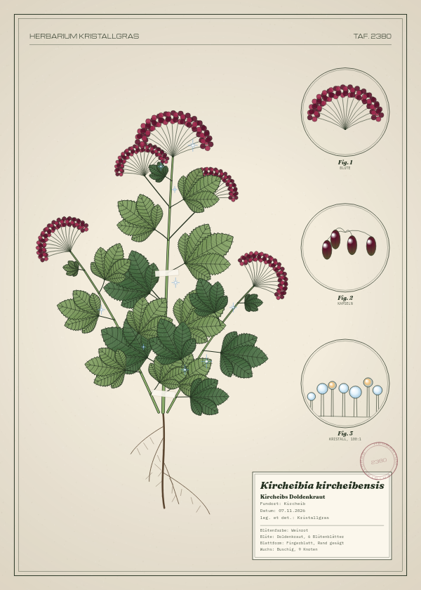 Botanische Tafel: Kircheibia kircheibensis, eine erfundene Pflanze aus Kircheib, gezeichnet wie in einem alten Pflanzenatlas