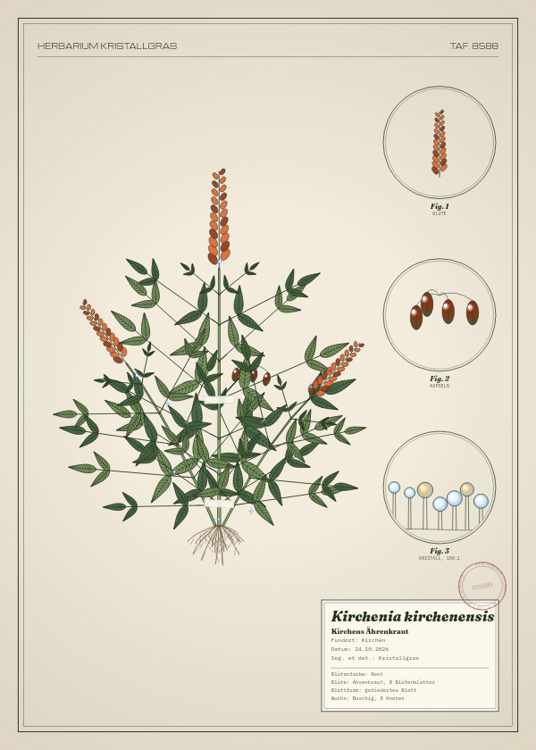 Botanische Tafel: Kirchenia kirchenensis, eine erfundene Pflanze aus Kirchen, gezeichnet wie in einem alten Pflanzenatlas