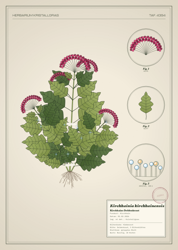 Botanische Tafel: Kirchhainia kirchhainensis, eine erfundene Pflanze aus Kirchhain, gezeichnet wie in einem alten Pflanzenatlas