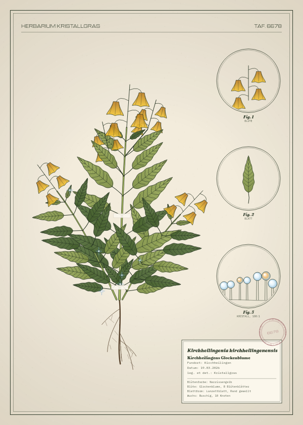 Botanische Tafel: Kirchheilingenia kirchheilingenensis, eine erfundene Pflanze aus Kirchheilingen, gezeichnet wie in einem alten Pflanzenatlas
